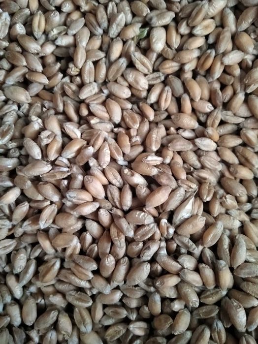 Pszenica zbiór 2025