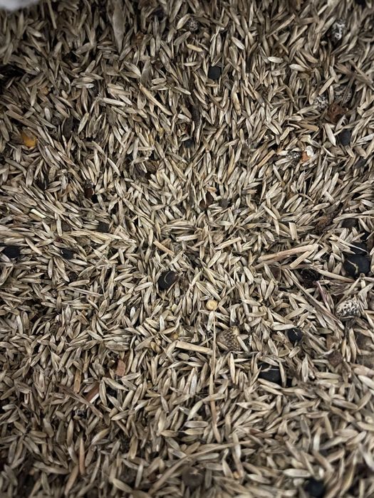 Azevem com e sem tremocilha