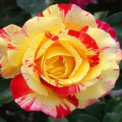 Roseira Variegata Tigrada Tricolor - FLORES Para colecionador