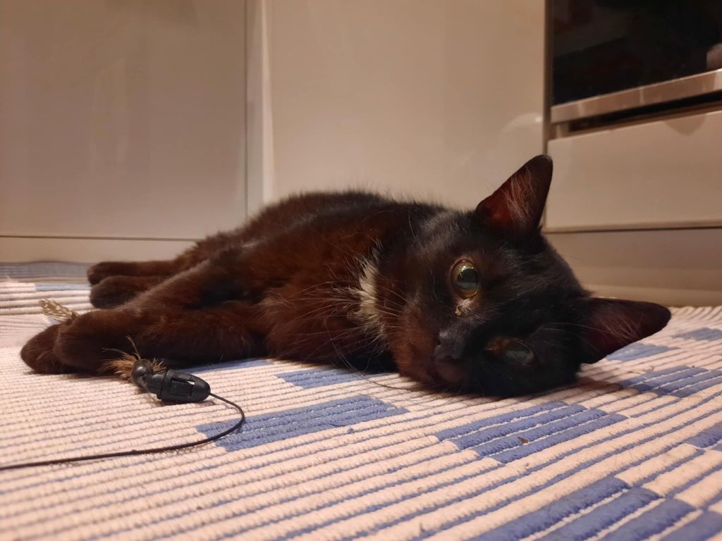 Ptyś, dorosły kocurek do adopcji