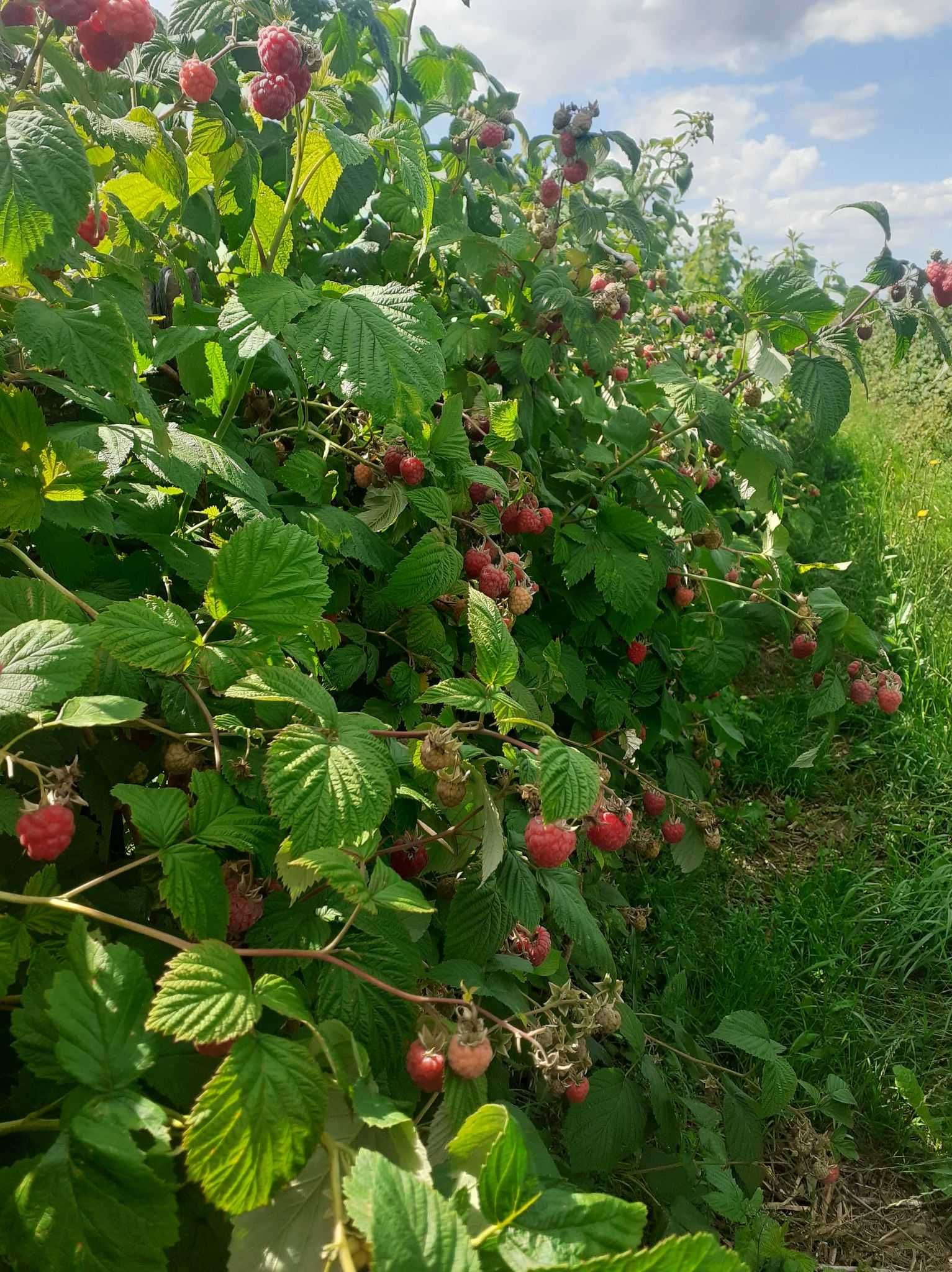 Sadzonki malin wczesne oraz późne, b. dobrze ukorzenione WYSYŁKA