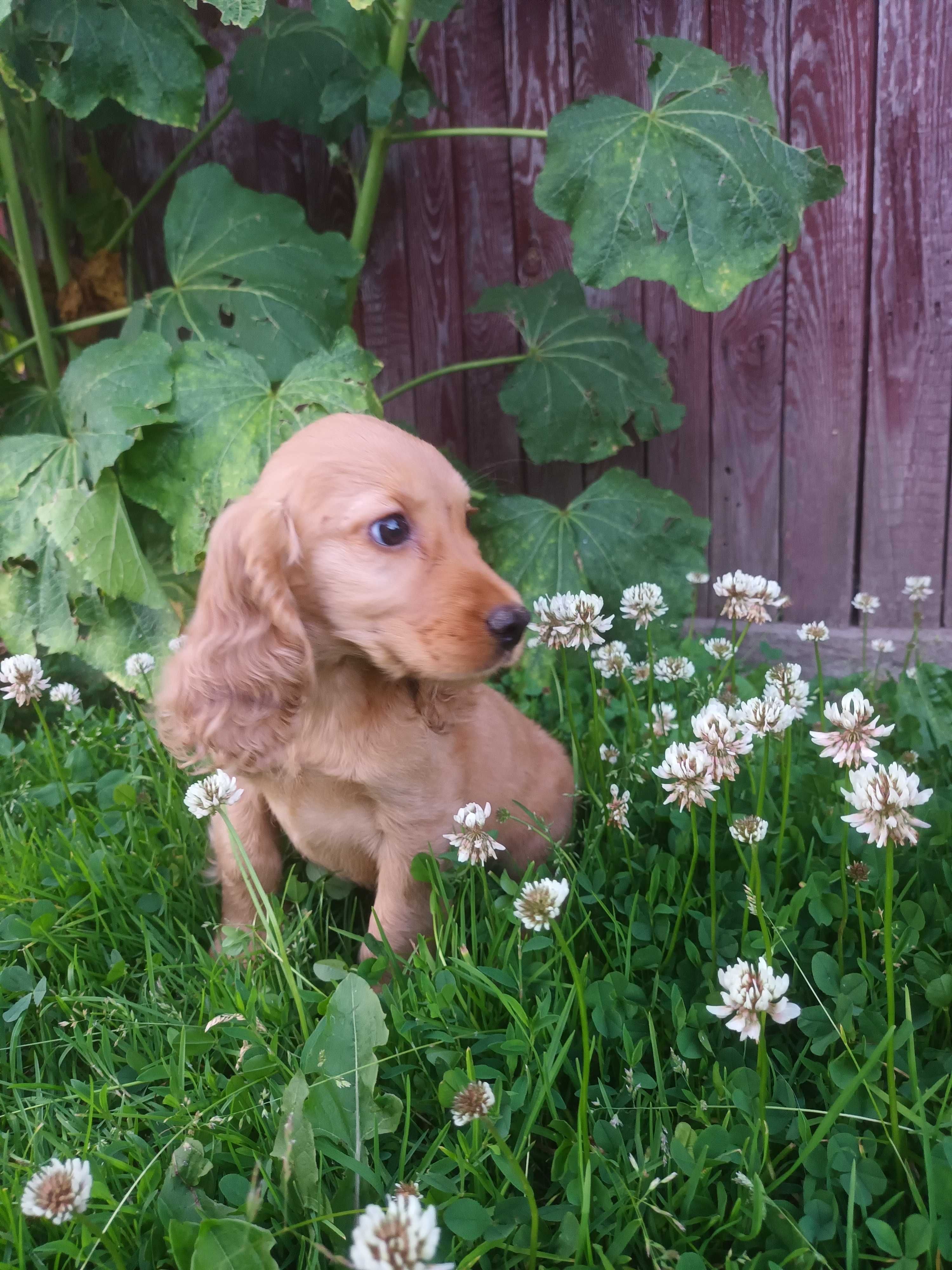 Cocker spaniel gotowy do zmiany domku