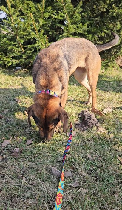 Nala w typie posokowca szuka domu