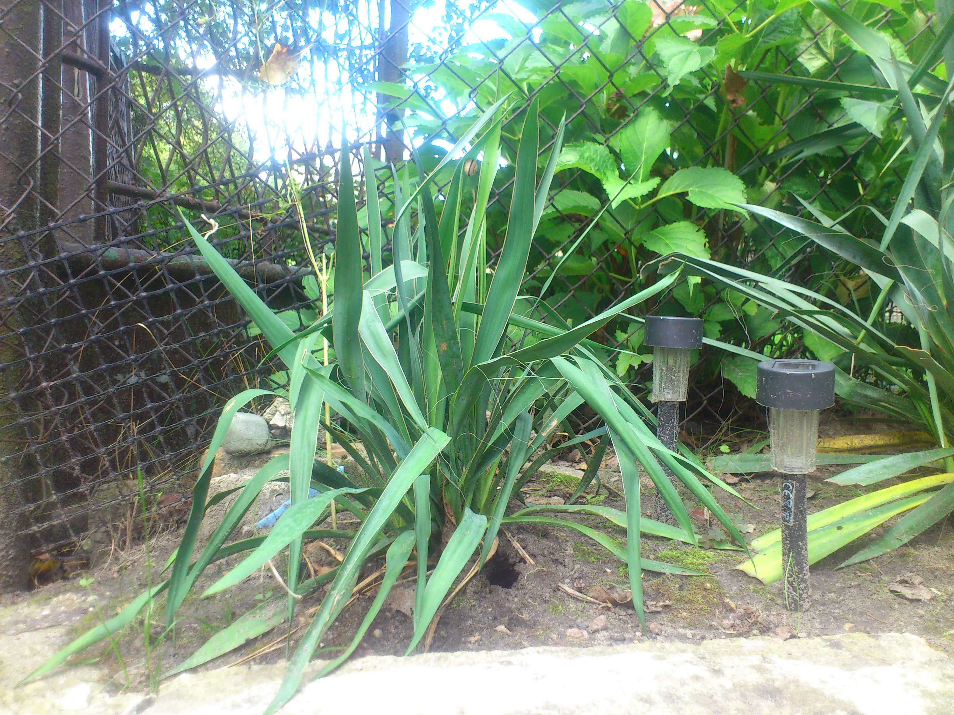 Juka Jukka Yucca Karolińska Biała Sadzonki (35cm)