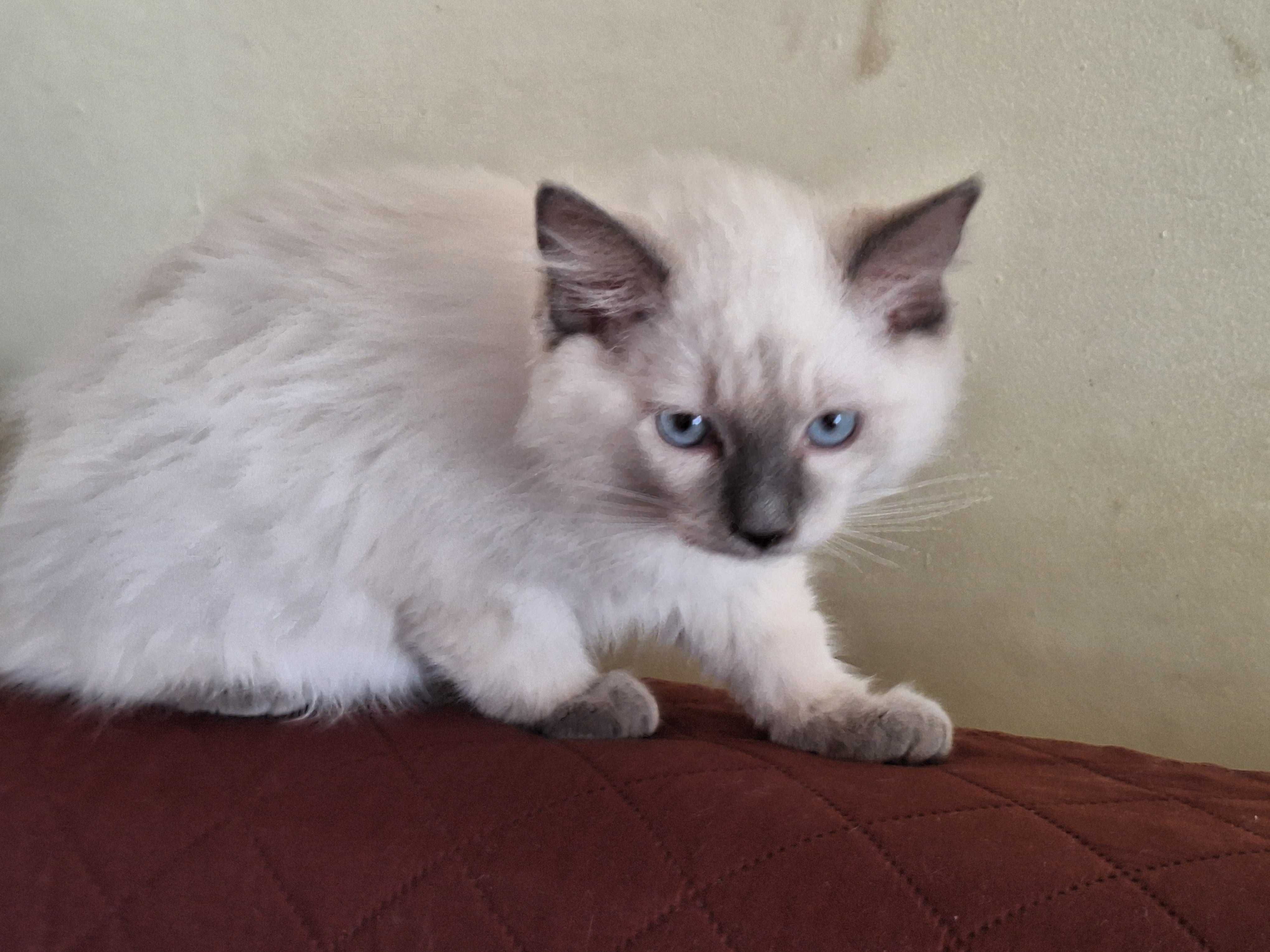 Kocurek rasy Ragdoll