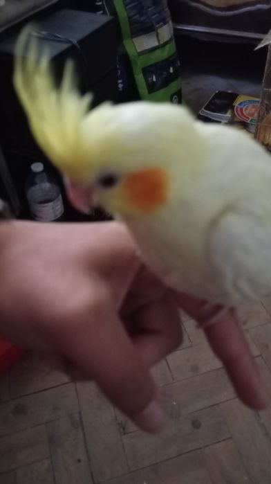 Vendo caturra criada a mão