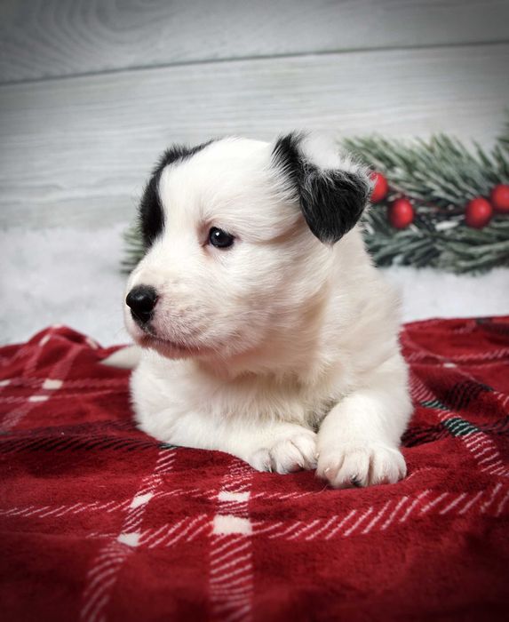 Border collie suczka czarno biała gotowa do odbioru