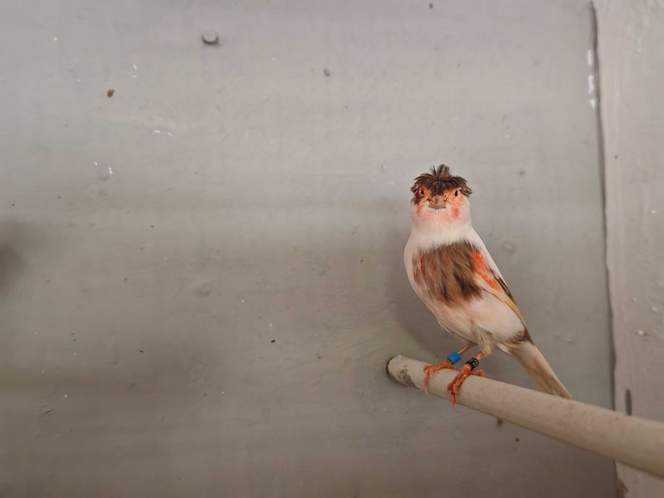 Casais Canários Arlequim Português