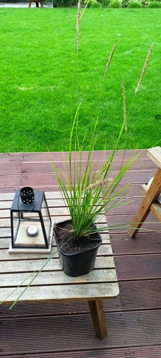 Sesleria jesienna 10sztuk