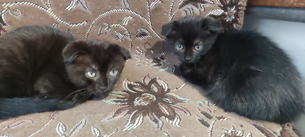 Продам вислоухих котят