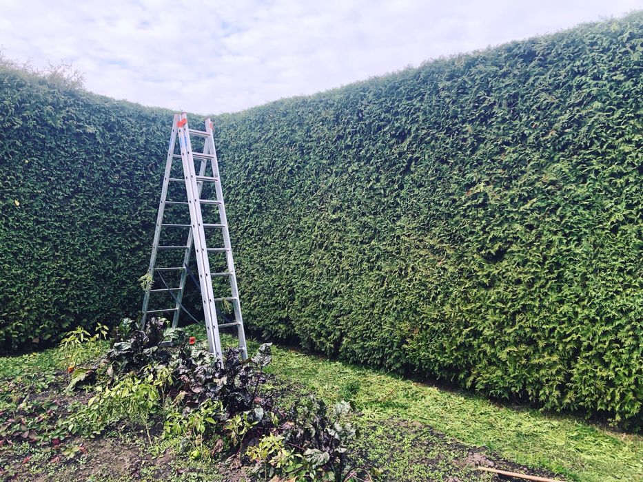 Стрижка туй, живоплоту. Чистка території,обрізка дерев,догляд за садом