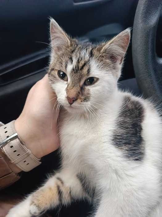 Cudowna kicia po kastracji