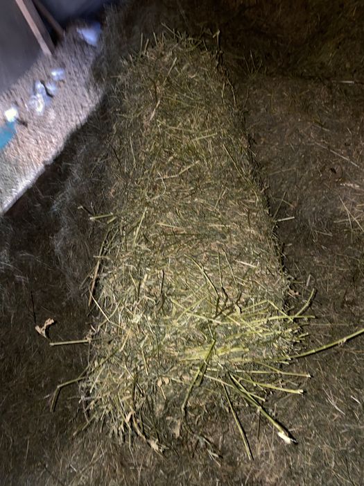 Продам сіно люцерна і солому