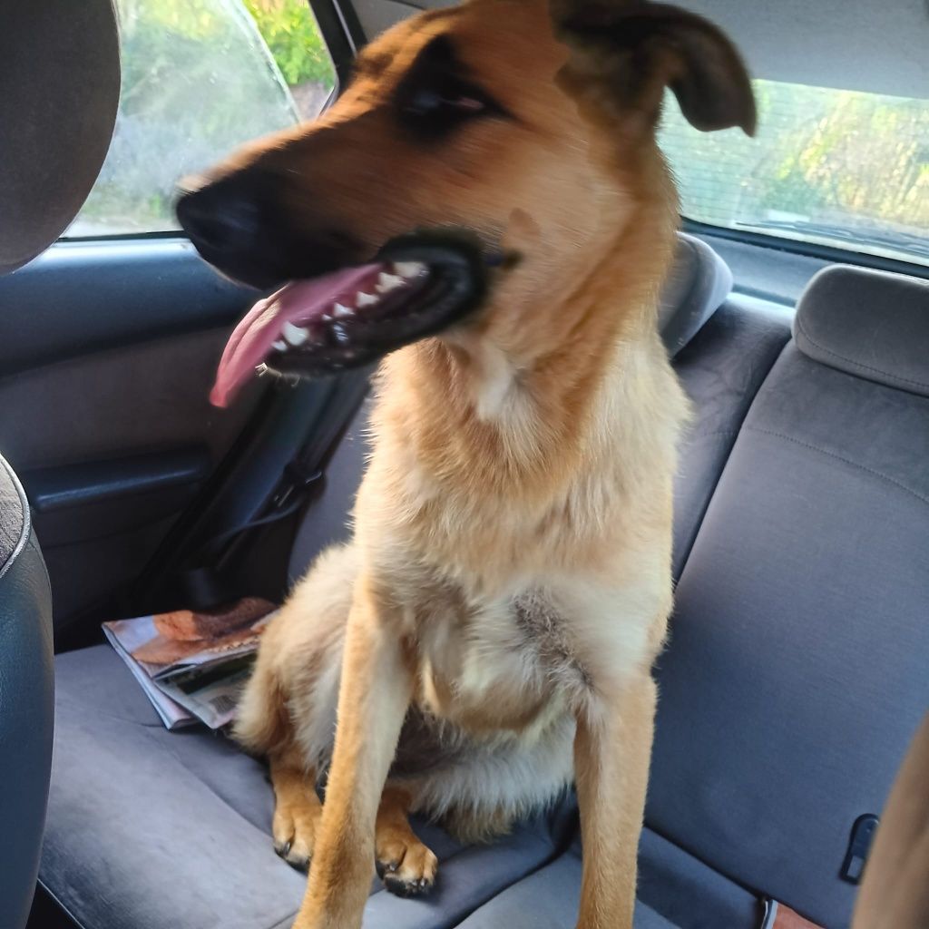 Bianca - cachorra para adoção