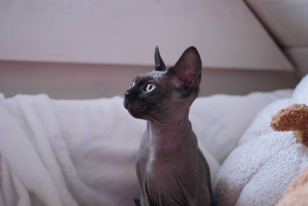 Niebieski point Devon Rex po championie