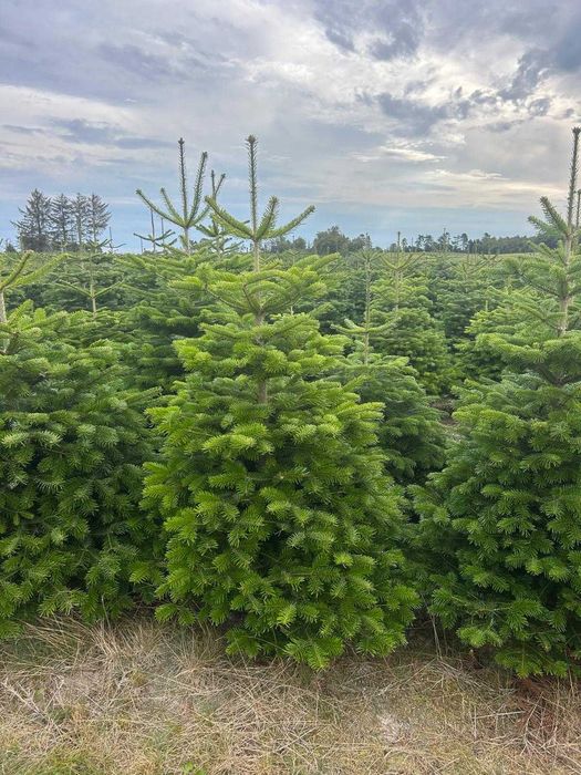 Piękne Jodły kaukaskie Sprzedaż OKAZJA 150-400cm Dostawa