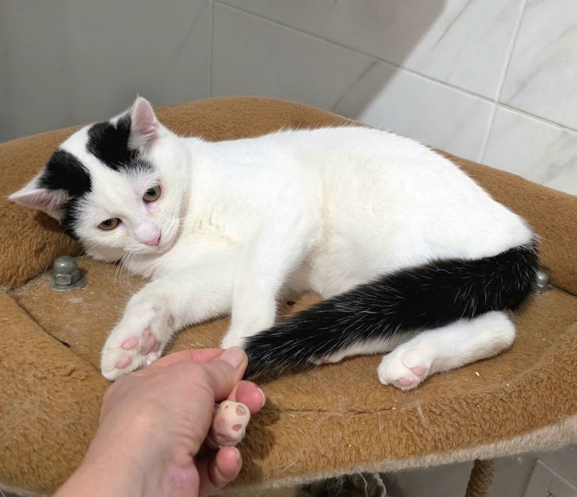 Зефір 7 міс. в добрі руки