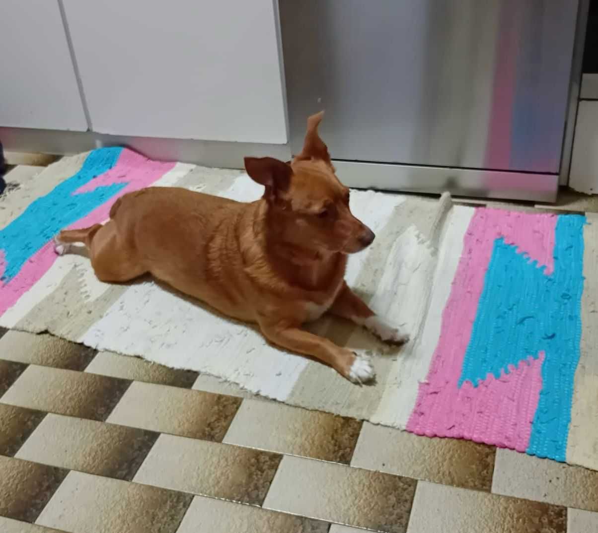 Maggie para Adoção