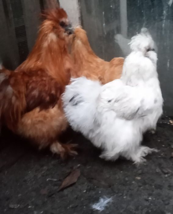 Kury silki jedwabiste 2 pary