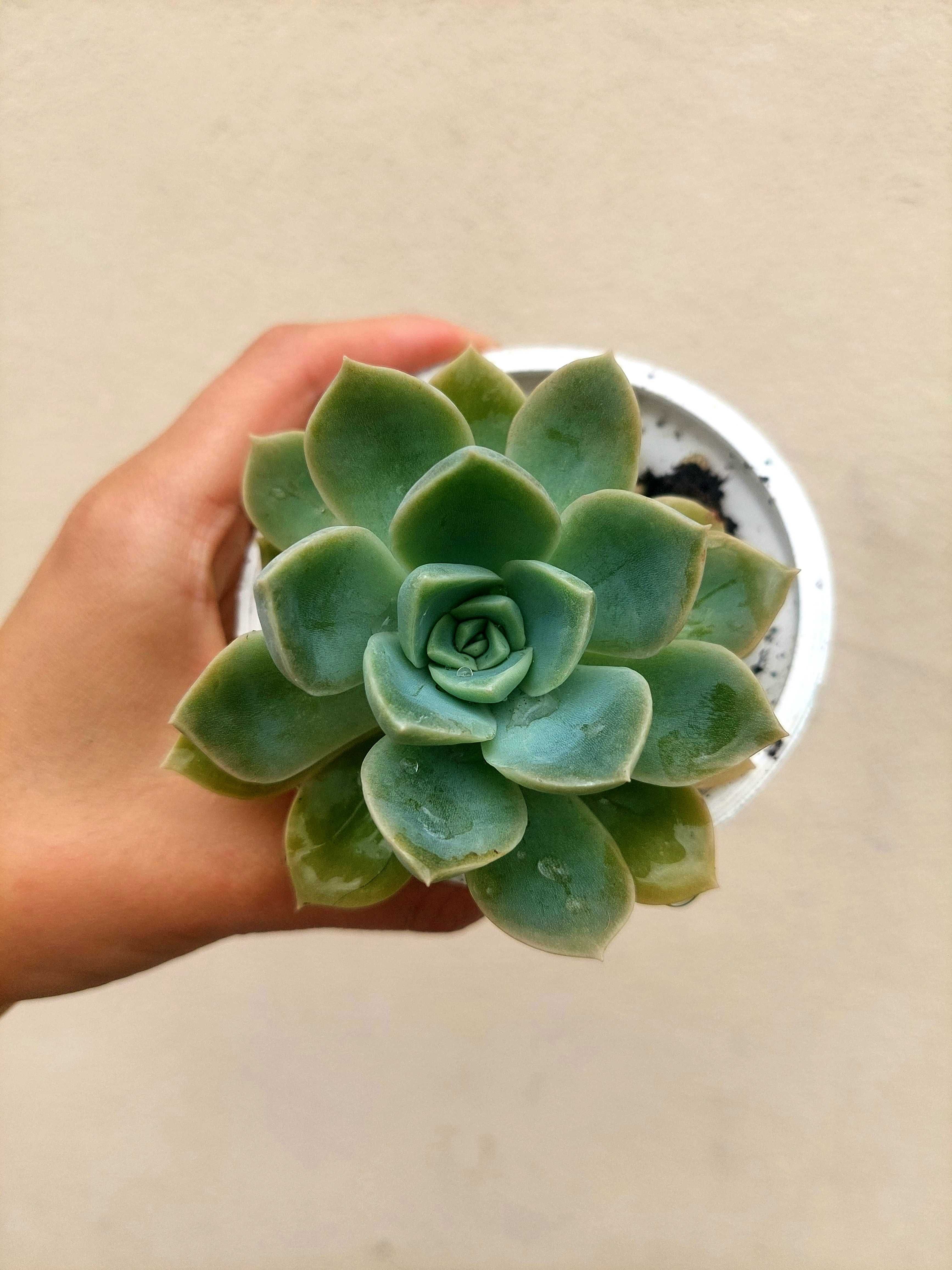 Suculentas variadas 1,5€ cada