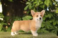 Szczeniak Welsh Corgi Pembroke