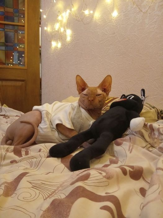 Кот для случки канадский сфинкс