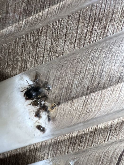 Мураха жнець messor structor