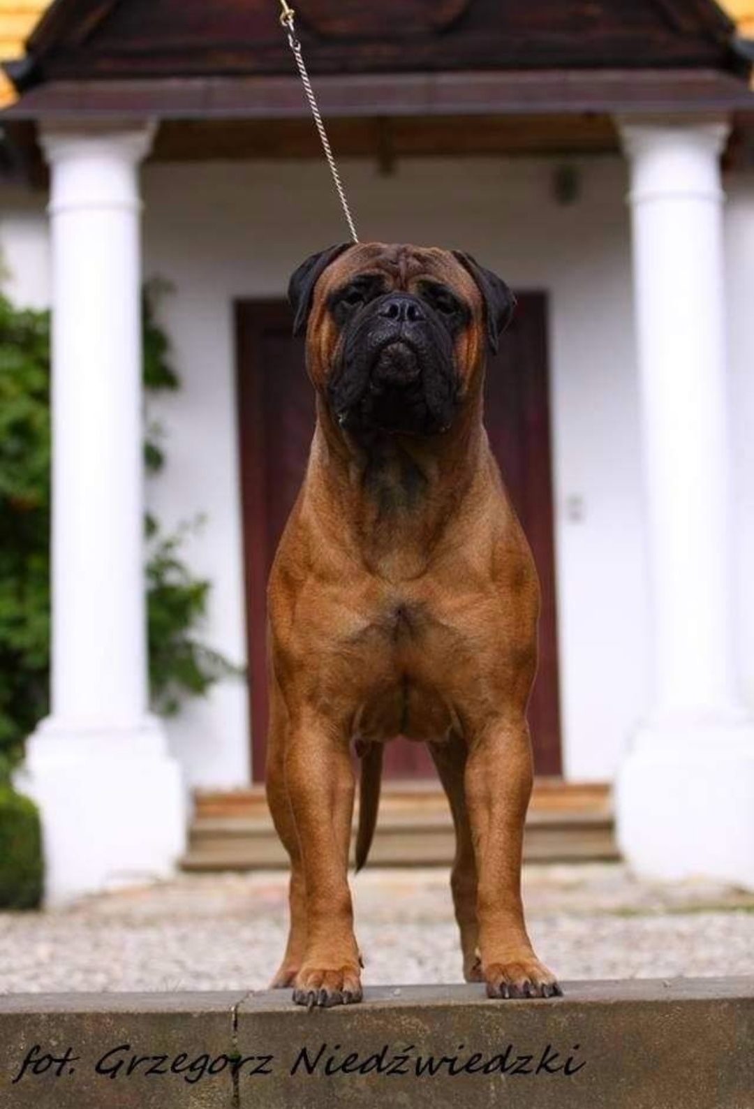 Bullmastiff - zapowiedź szczeniąt