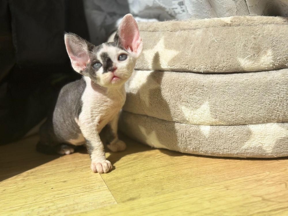Kocurek devon rex Valery