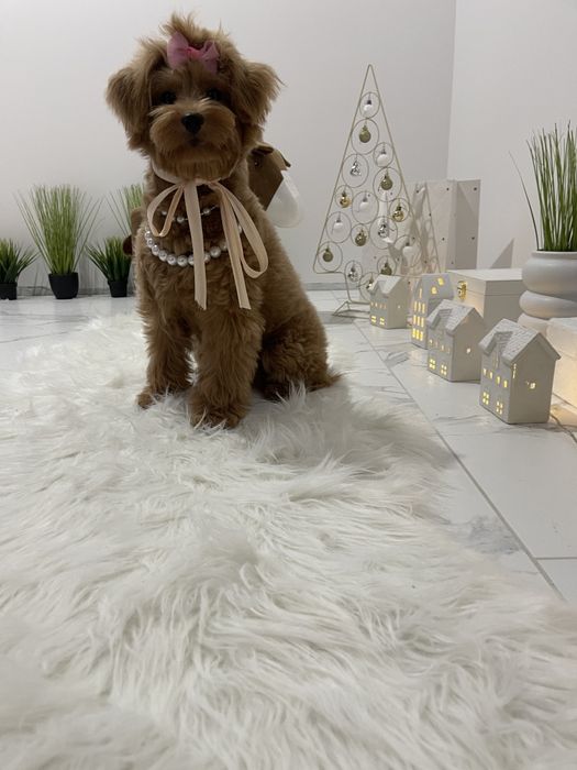 Помапу — Ідеальні спутниці з мякою шерстю та відкритим серцем