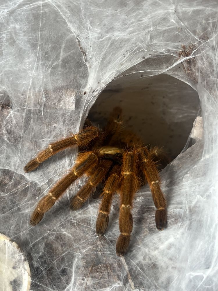 p murinus ptasznik sloneczny