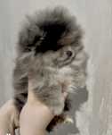 Pomeranian szpic miniaturowy merle xxs