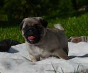 Mops - beżowy piesek FCI
