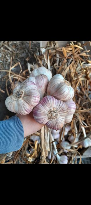 Czosnek harnaś, duży, 20 x