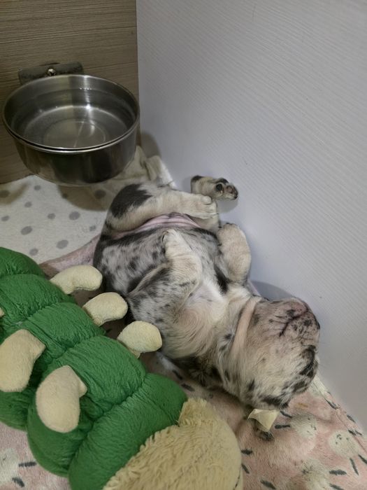 Дві дівчинки мерле і лілак мерле