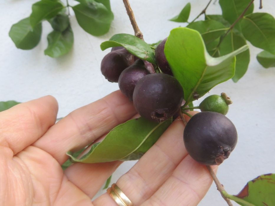 10 sementes de araçá negro (Psidium myrtoides)