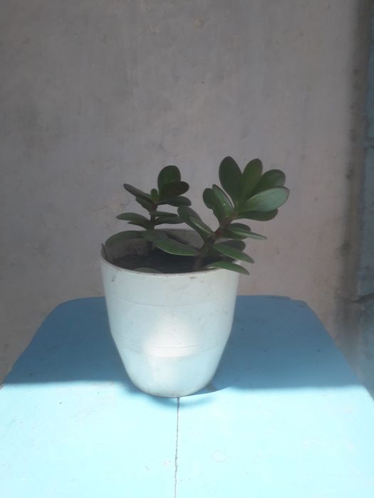 Продам денежное дерево