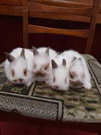 Карликові декоративні кролики
