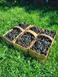 Aronia świezo zerwana