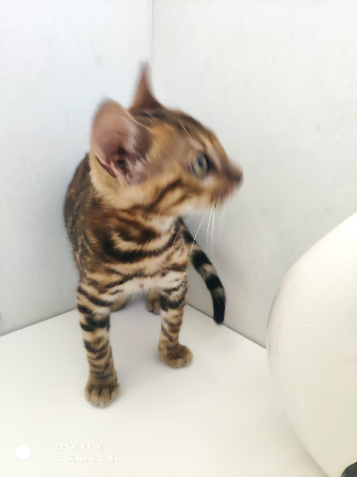 Gato de Bengal com afixo e lop,microchip