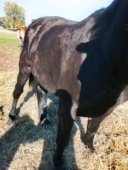 Sprzedam klacz, wiek ok 20 mscy