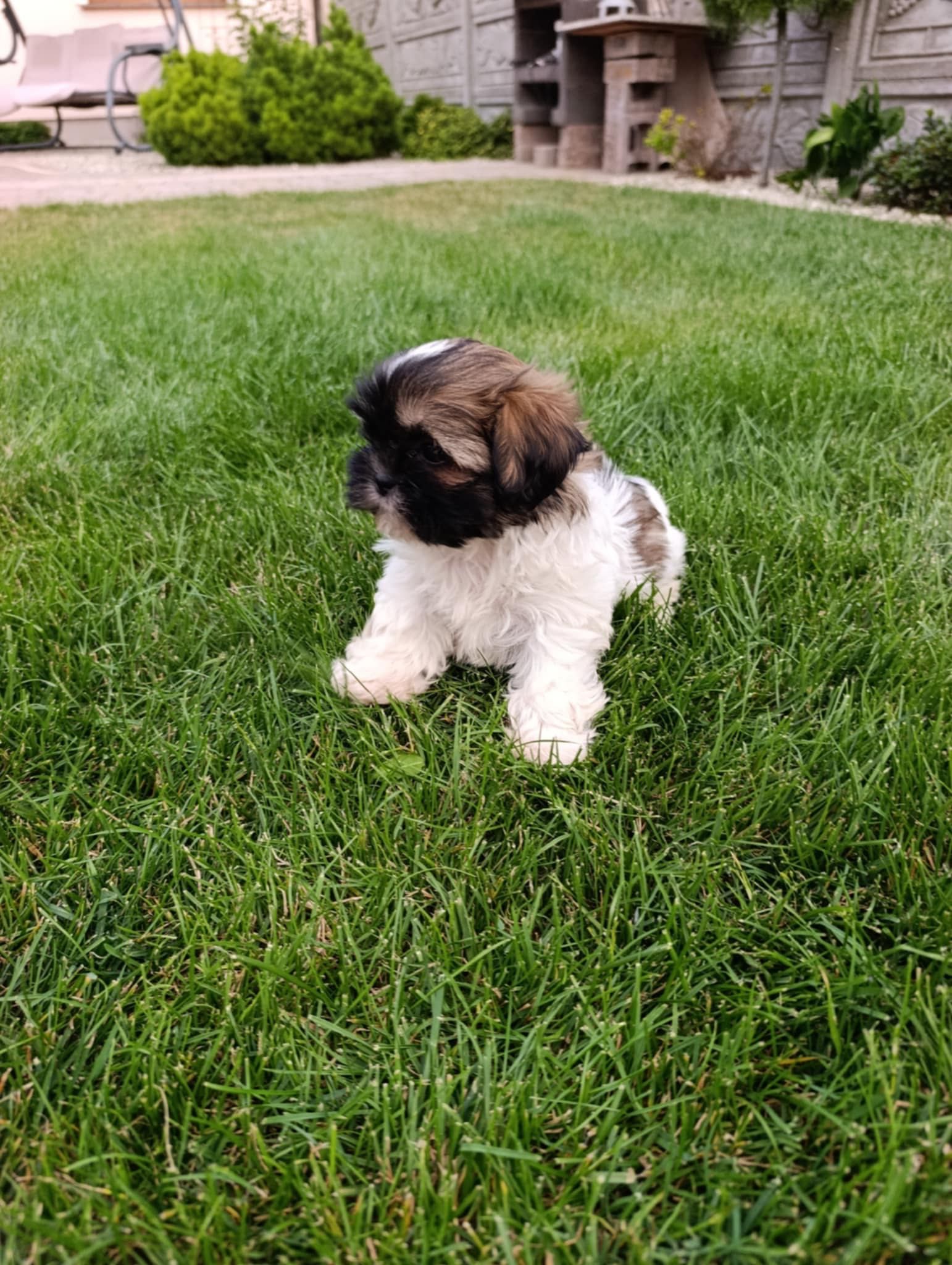 Szczeniak Shih Tzu - Chłopiec