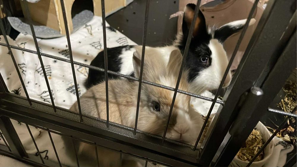 Sprzedam dwa kroliki