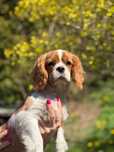 Cavalier King Charles Spaniel chłopiec FCI