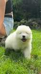 Samoyed szczeniak piesek FCI