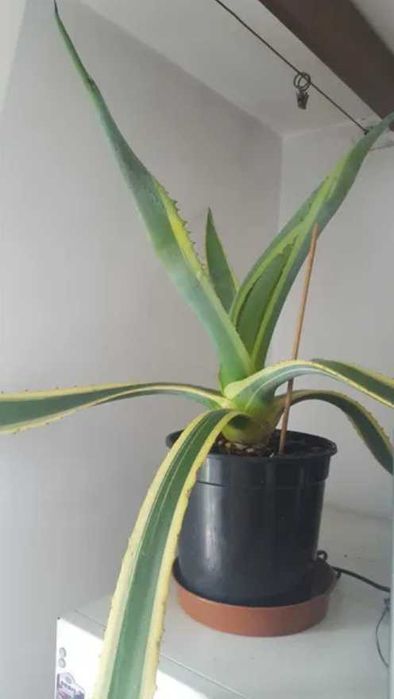 Agawa Amerykańska 'Variegata' duża zielono żółta