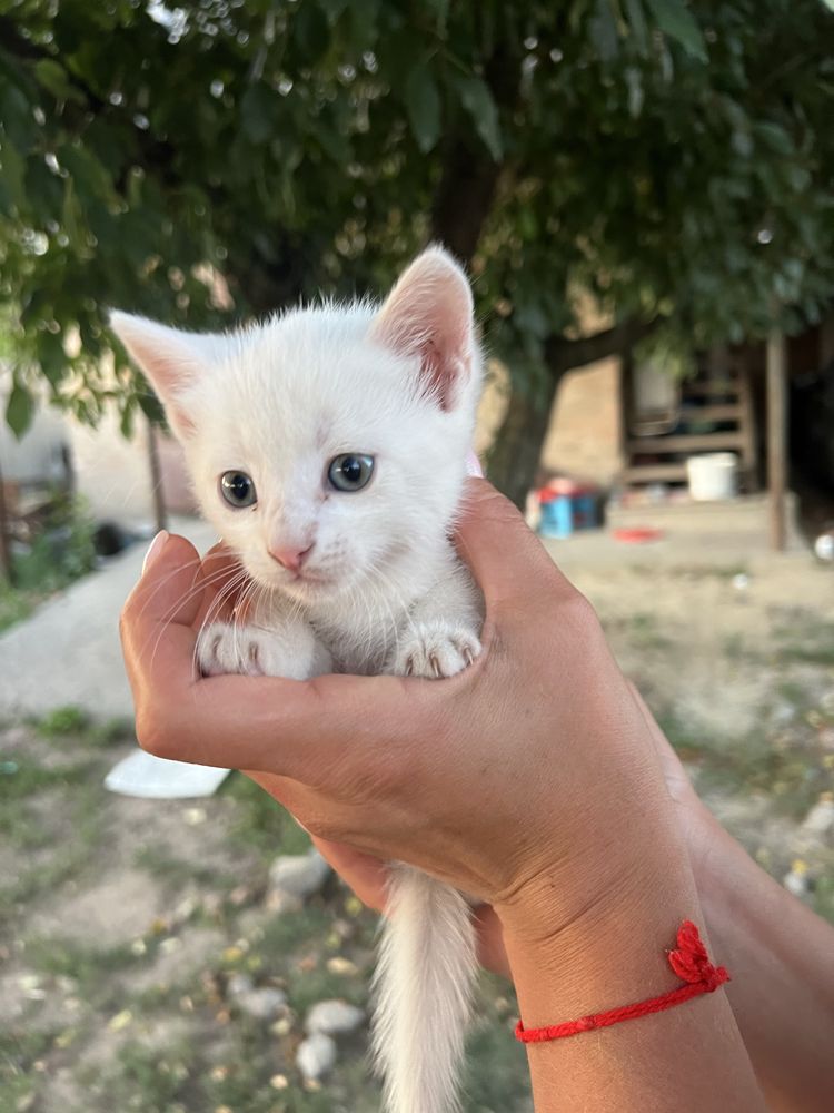 Кошеня в добрі руки