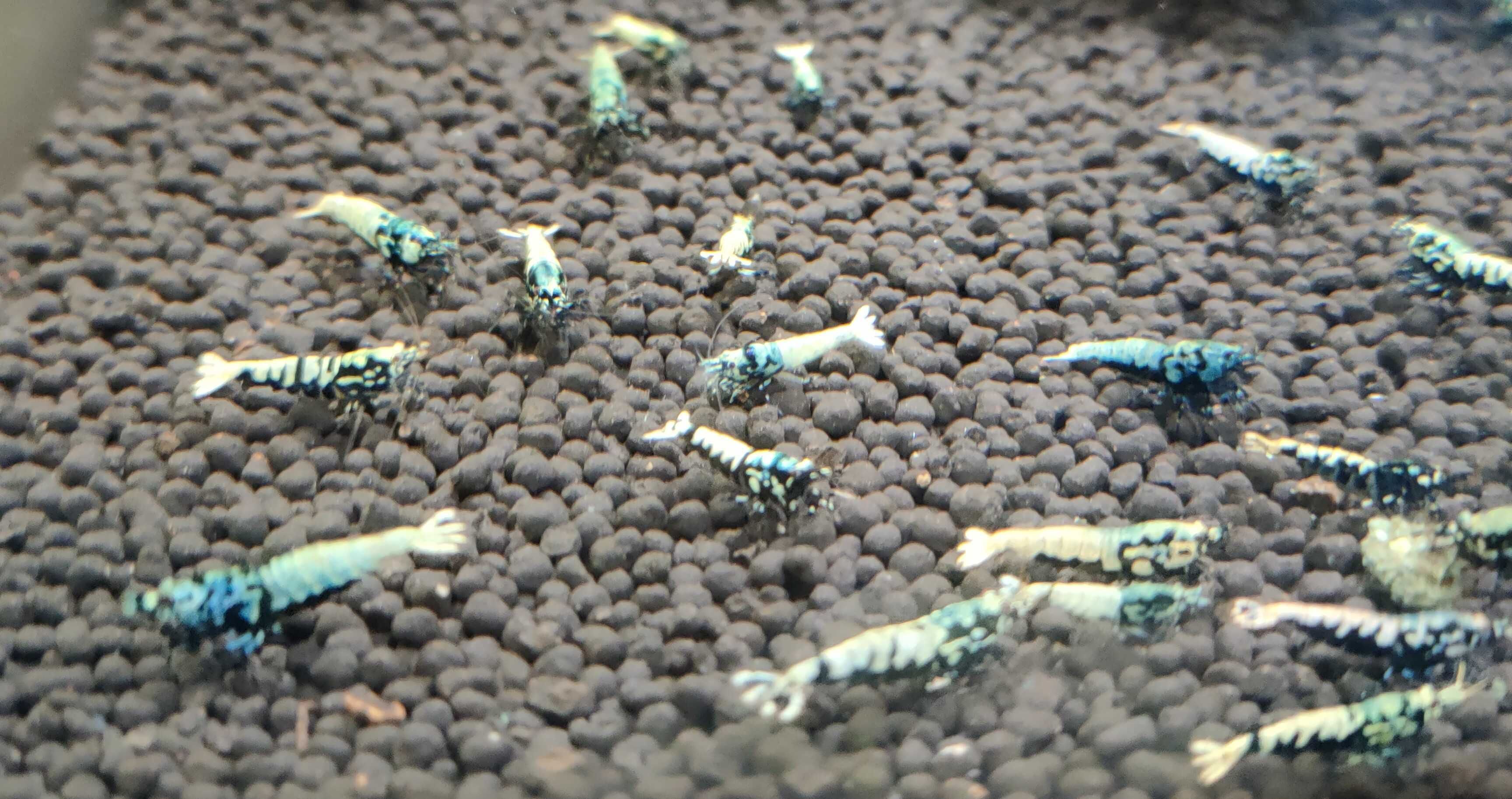 Krewetki Caridina BOA MID Zamiana GRATIS PROMOCJA