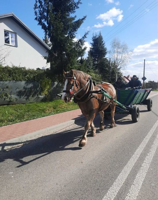 Klacz zimnokrwista 3 lata