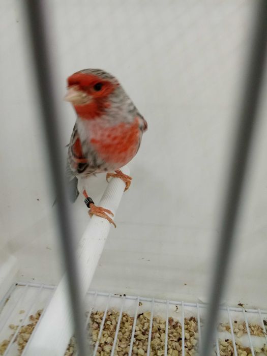 Canário ágata vermelho mosaico 2025